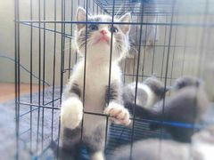 -泰康拜博口腔(凯迪大厦店)