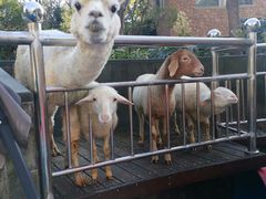 -上海崇明金茂凯悦酒店