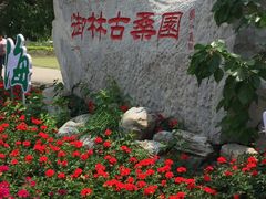 -御林古桑园