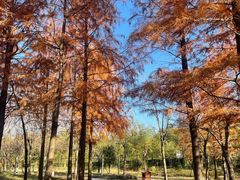 -上海长兴岛郊野公园