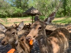 -北京野生动物园