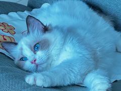 -关爱宠物医院·猫科中心·消化科(滨湖万达分院)