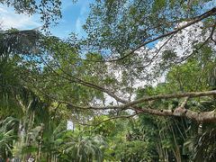 -中国科学院西双版纳热带植物园