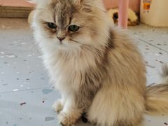 -喵匠猫主题咖啡(凯德和平广场店)