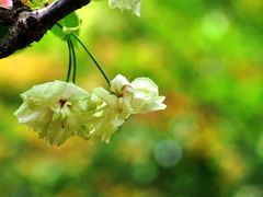 -高东镇樱花园