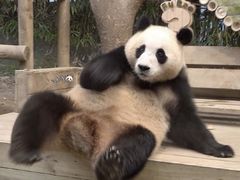 -成都动物园