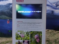 -花之城