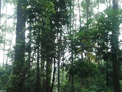 -南国桃园旅游度假区