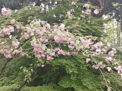 -嘉定紫藤园