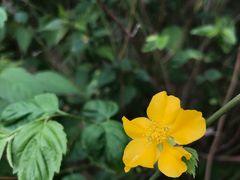 棣棠花-莲湖公园