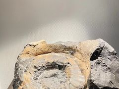 -中国地质博物馆
