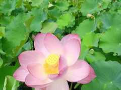 -贵州省植物园