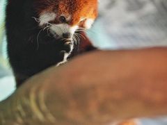 -绿色星球动物主题公园