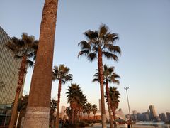 -金沙湖公园