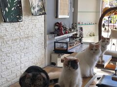 -平行世界·猫咖(首经贸店)