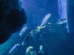 -暹罗海洋世界