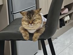 -创凡宠物医院·骨专科  猫科中心(西乡分院)