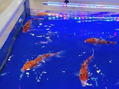 -宝贝王(惠州大亚湾店)