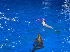 -多彩贵州城极地海洋世界