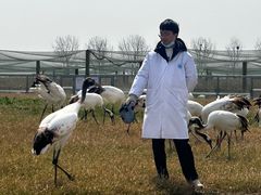 -盐城丹顶鹤湿地生态旅游区
