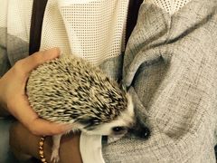 吃饼人披萨(西南角店)-吃饼人西餐(南开店)