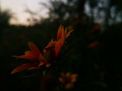 -思念果岭悦温泉