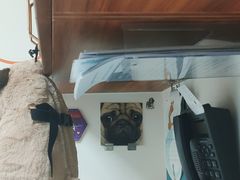 -美联众合动物医院·24h转诊中心