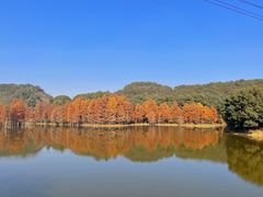 -青龙山国家森林公园