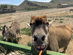 -新疆天山野生动物园