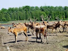 -溱湖国家湿地公园