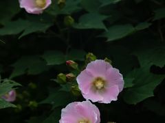 -上海辰山植物园