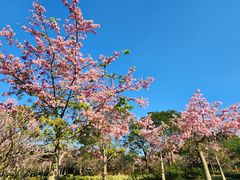 -风云岭森林公园