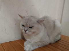 -Heymao猫咖.咖啡厅(东门店)