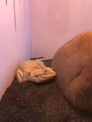 -椿树下·Tattoo纹身工作室