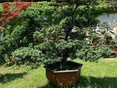 -黄海国家森林公园