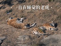 -大连森林动物园