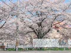 -奈良公园