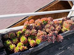 -唐咖精品咖啡(大理古城手冲店)