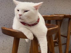 -有猫主题·治愈系猫咖(曾厝垵店)