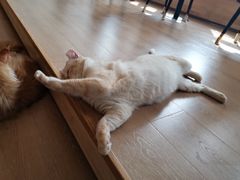-猫腻·猫咖·撸猫馆(星光大道店)
