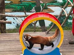 -西霞口神雕山野生动物世界