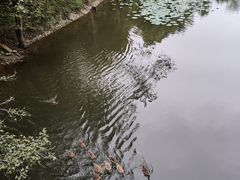 -江西阳明山国家森林公园