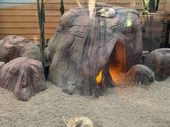 -清迈夜间动物园