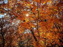 -北京西山国家森林公园