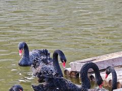 -静之湖湖畔餐厅