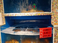 水产区-虎虎龙虾大排档(双井店)
