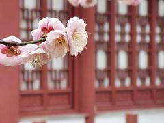 -梅花山(明孝陵内)