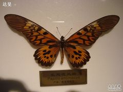 蝴蝶标本-上海昆虫博物馆