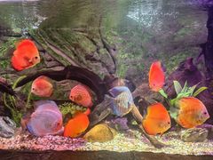 -上海海洋水族馆