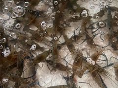 -芭提雅Amporn Seafood自助餐厅